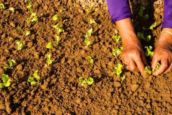 Descubra os mitos e verdades do café orgânico no Brasil: benefícios, desafios e impacto econômico em um mercado sustentável em crescimento.